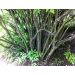 Klokoč zpeřený 100cm (Staphylea pinnata)