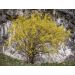 Dřín obecný 100cm+ (Cornus mas)