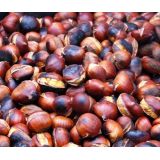 Kaštanovník setý (Castanea sativa) semenáč