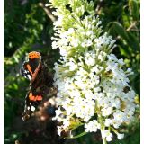 Komule davidova "White Profusion" (Buddleja davidii)