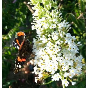 Komule davidova "White Profusion" (Buddleja davidii)
