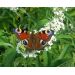 Komule davidova "White Profusion" (Buddleja davidii)