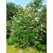 Komule davidova "White Profusion" (Buddleja davidii)